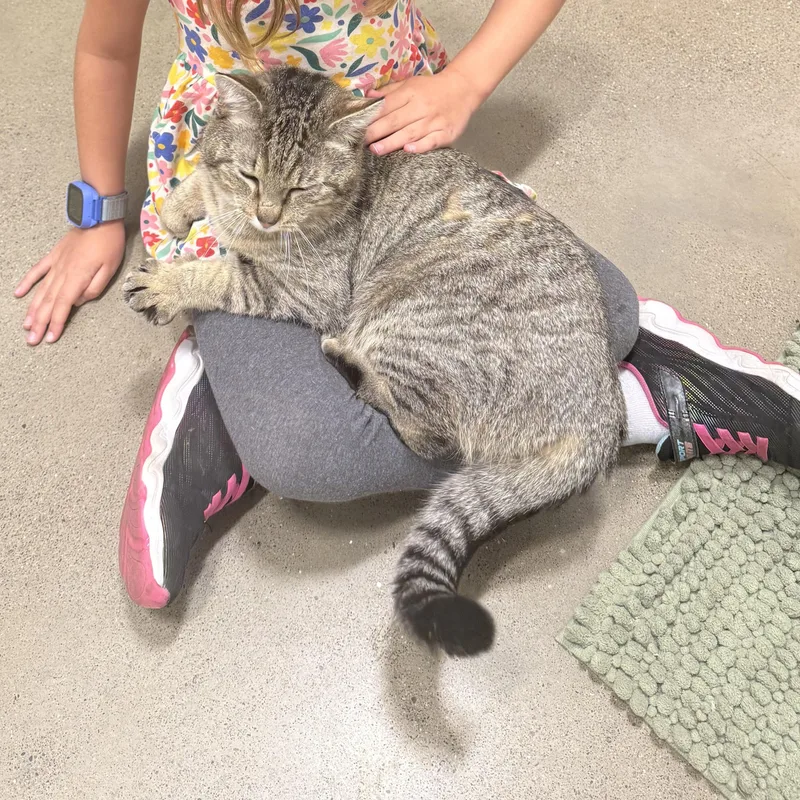 A young medium-sized male Tabby (Brown / Chocolate) Domestic Short Hair cat named Asher for adoption in Columbus , OH