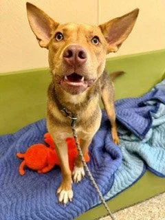 An adult large-sized male German Shepherd Dog dog named Scott for adoption in Clyde, NC