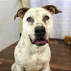 Bobby Flay thumbnail 3