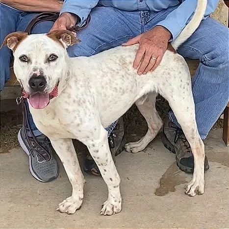 Bobby Flay thumbnail 4