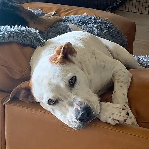 Bobby Flay thumbnail 5