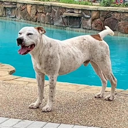 Bobby Flay thumbnail 6