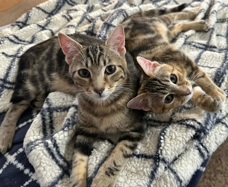 Frank & Ava