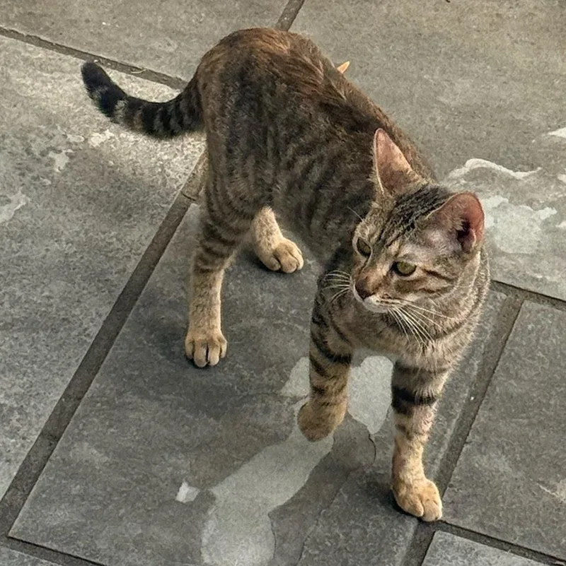 A young medium-sized female Domestic Short Hair cat named Harley Coming In for adoption in Clifton, NJ
