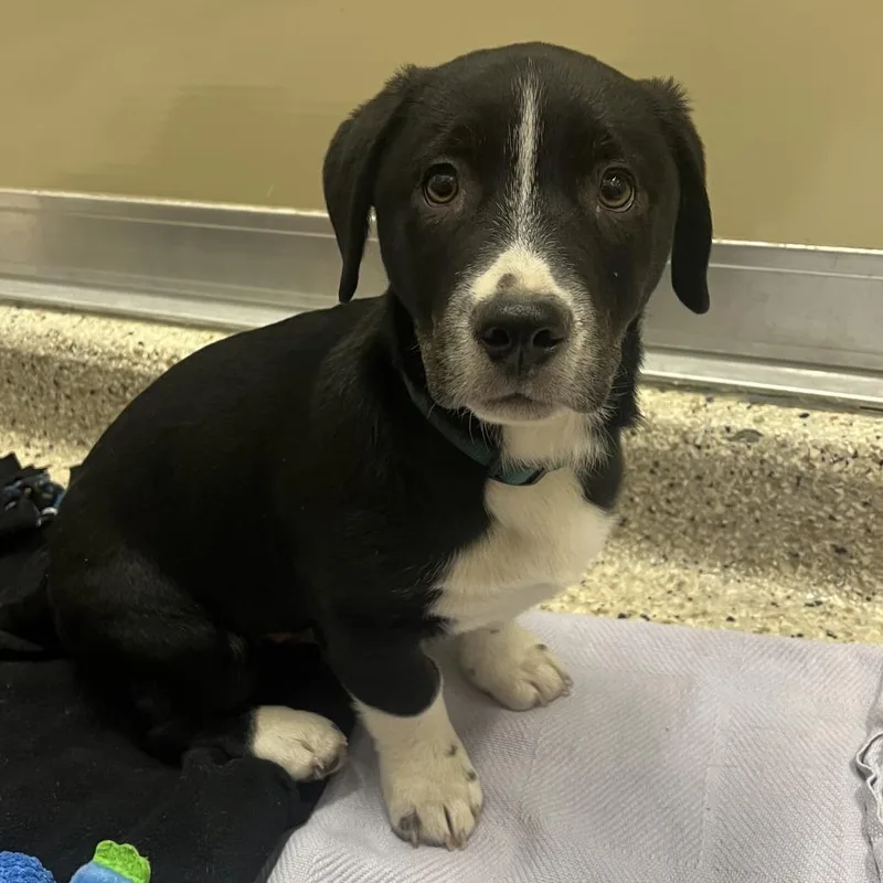 A baby small-sized male Black Mixed Breed dog named Ruger for adoption in Nashville, IN
