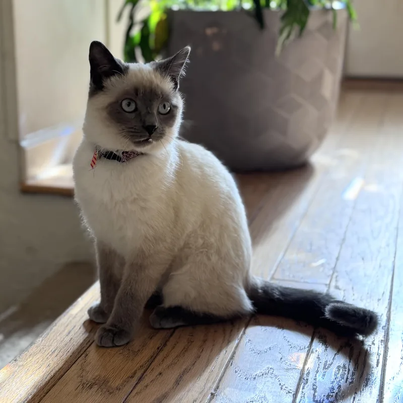 A young small-sized male Domestic Short Hair cat named Romeo for adoption in Knoxville, TN