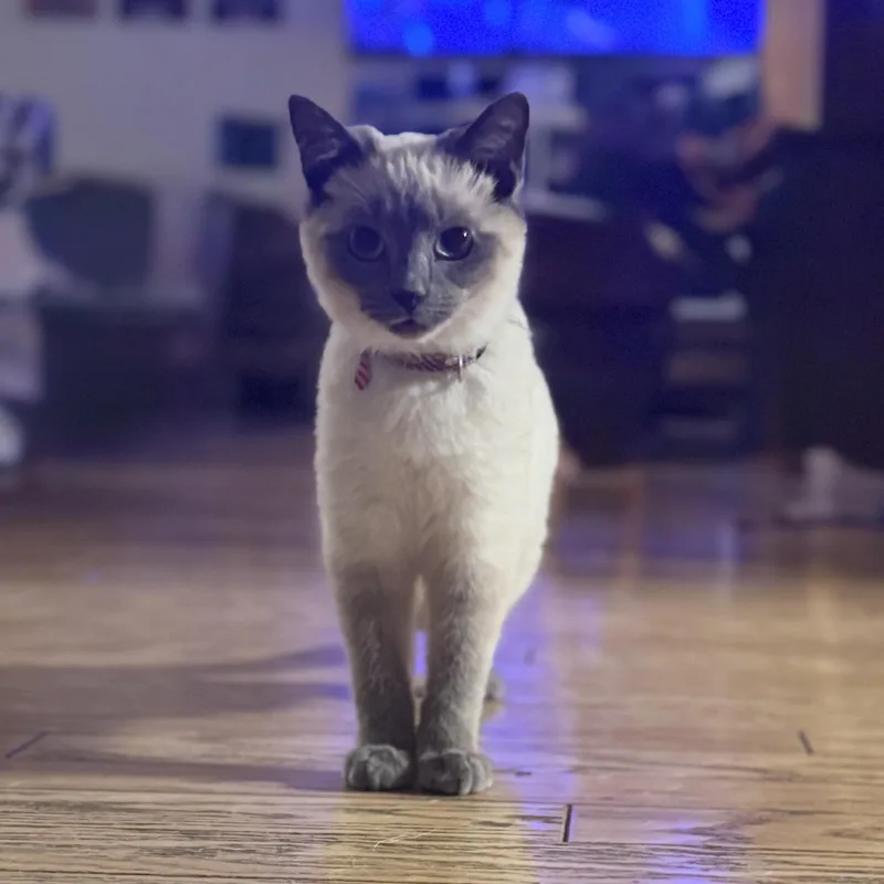 Romeo thumbnail 2