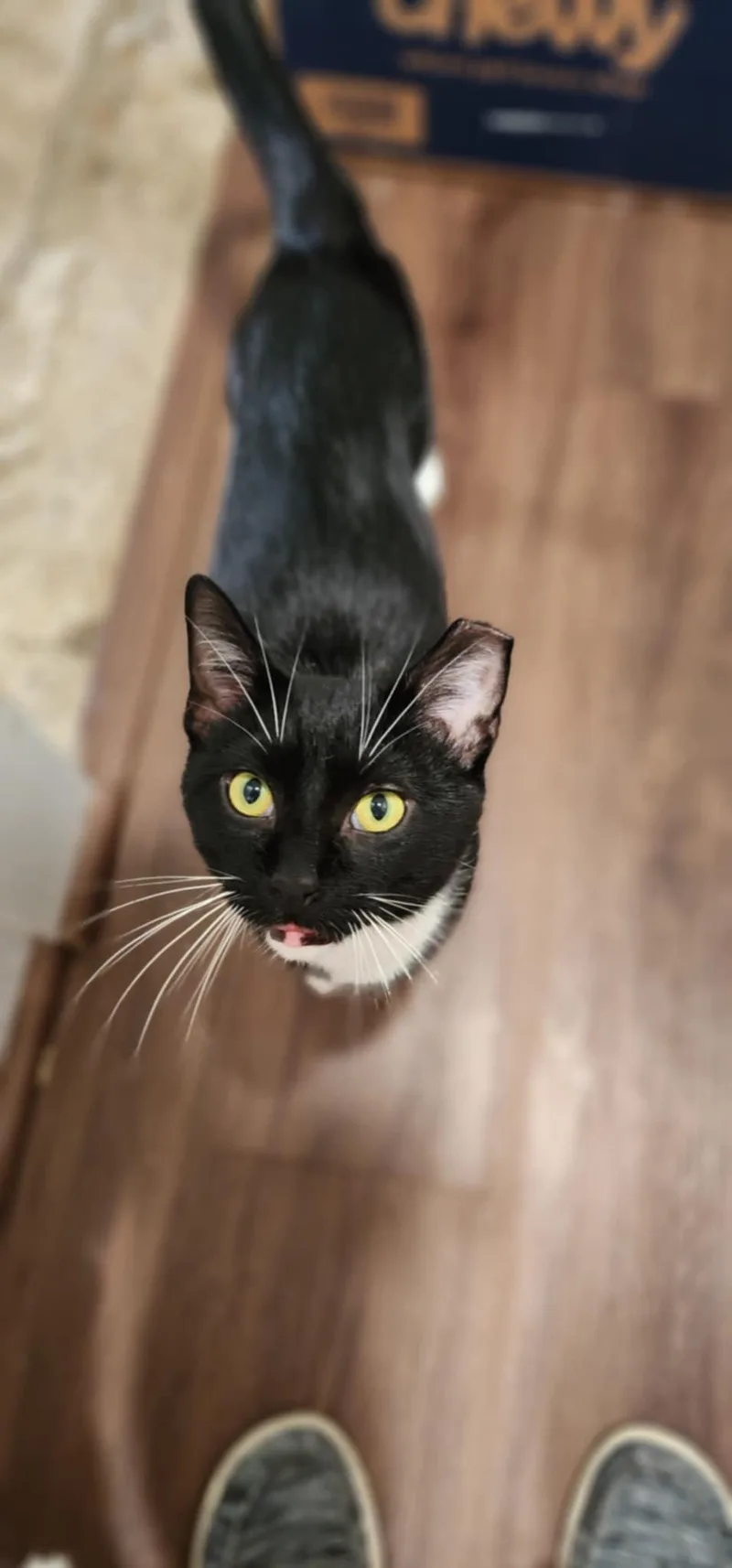 A young medium-sized male Black & White / Tuxedo Domestic Short Hair cat named Scratch Post for adoption in Stoughton, WI