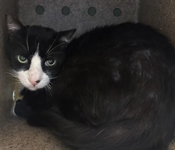 An adult medium-sized male Domestic Short Hair cat named Loaf for adoption in Escondido, CA