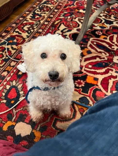 A young small-sized female Bichon Frise dog named Tally for adoption in Cumming, GA