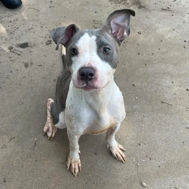 An adult small-sized female Gray / Blue / Silver Pit Bull Terrier dog named Ember D for adoption in Princeton, MN