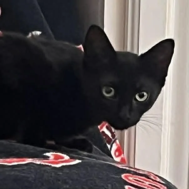 A baby medium-sized female Black Domestic Short Hair cat named Nachos Bell Grande for adoption in Candler, NC