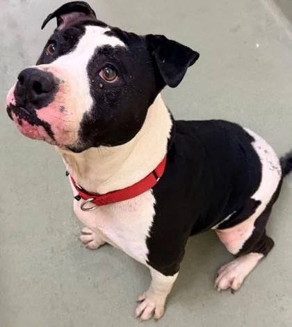 An adult medium-sized female Pit Bull Terrier dog named Oreo for adoption in Cincinnati, OH