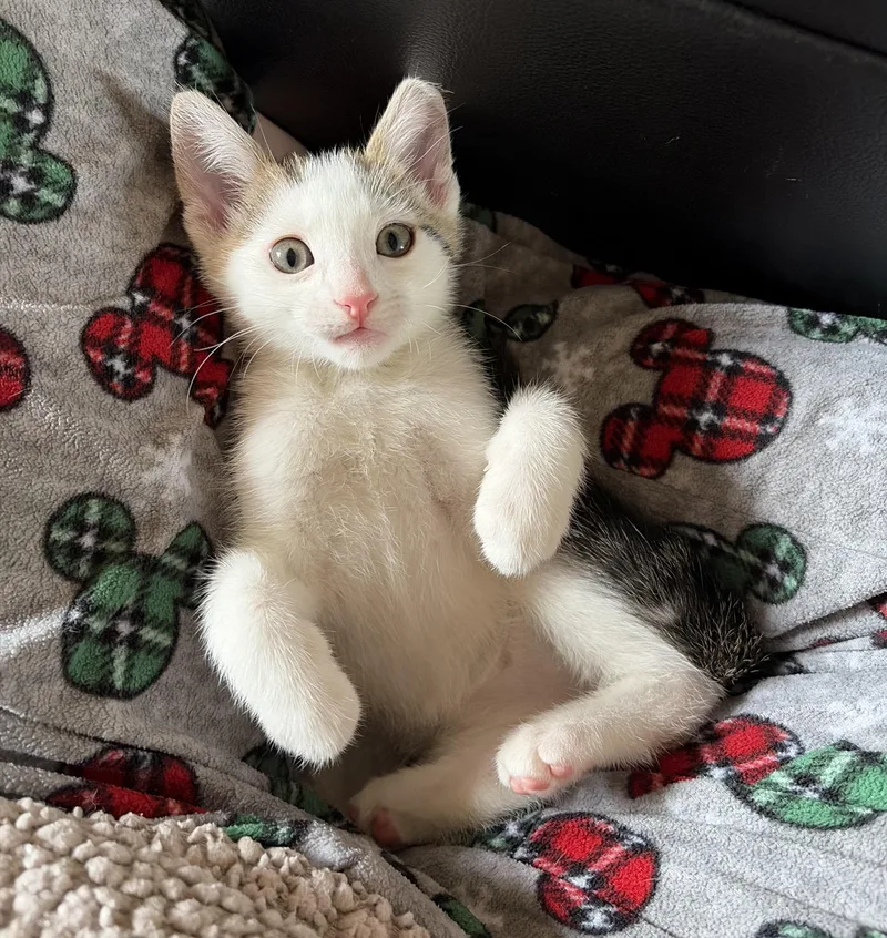 A young small-sized male Domestic Short Hair cat named Posey for adoption in Fullerton, CA