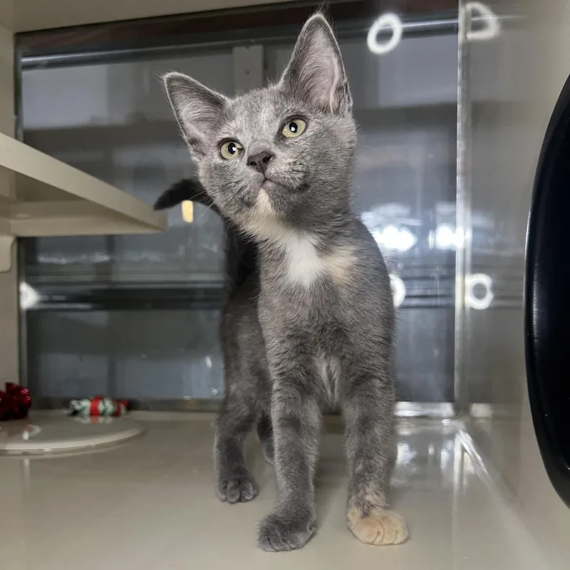 A baby small-sized female Calico Domestic Short Hair cat named Hope for adoption in Folsom, LA