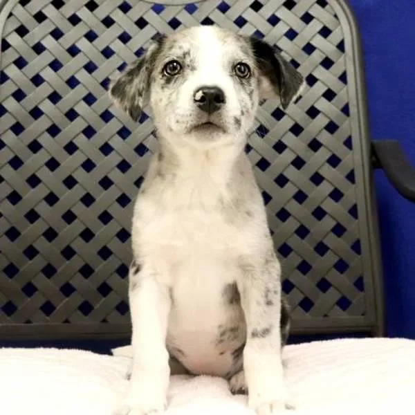 A baby medium-sized female Australian Shepherd dog named Sicily for adoption in Midland, TX