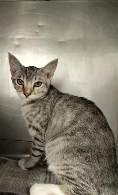 A baby medium-sized male Domestic Short Hair cat named Spike for adoption in Chatsworth, CA