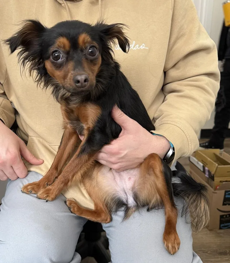 Estrella thumbnail 2