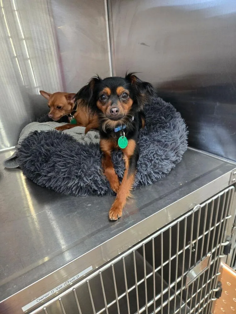 Estrella thumbnail 3