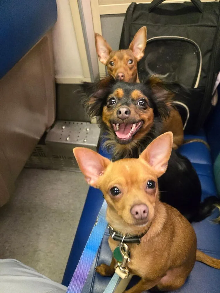 Estrella thumbnail 4