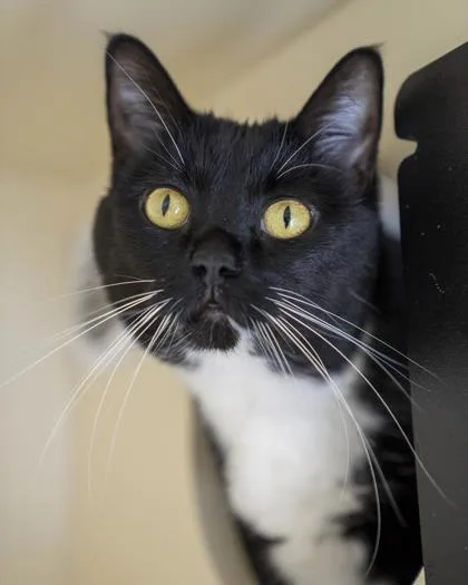 A baby small-sized female Domestic Short Hair cat named Liara for adoption in Pequot Lakes, MN