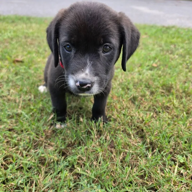 A baby medium-sized male Black Labrador Retriever dog named Brock for adoption in Myrtle Beach, SC