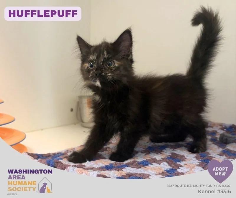A baby small-sized female Tortoiseshell Domestic Long Hair cat named Hufflepuff for adoption in Eighty Four, PA