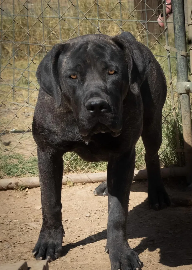 Max