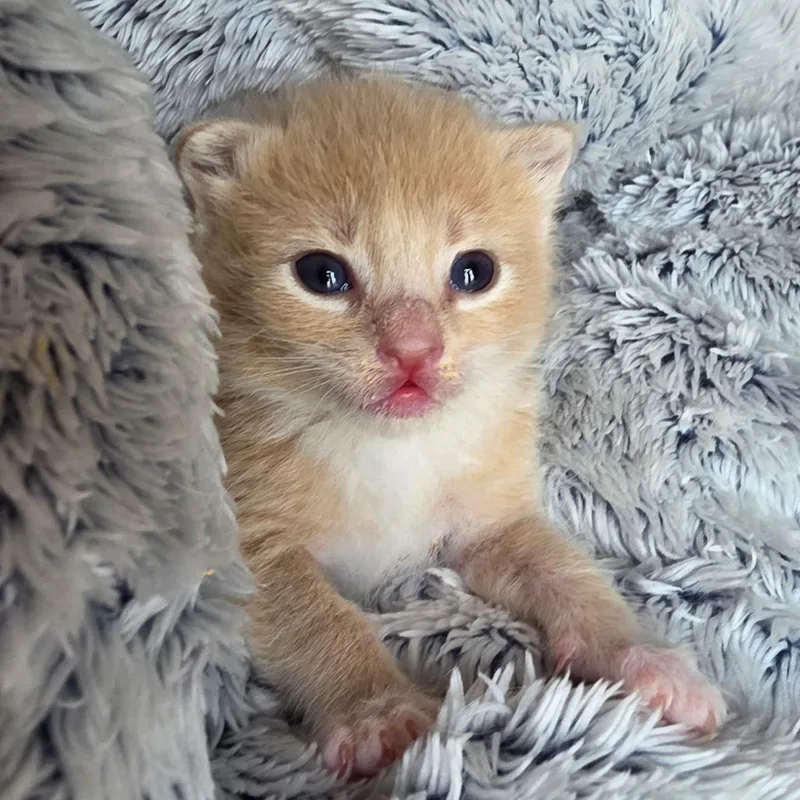 A baby small-sized male Domestic Short Hair cat named Gregory for adoption in Cumming, GA
