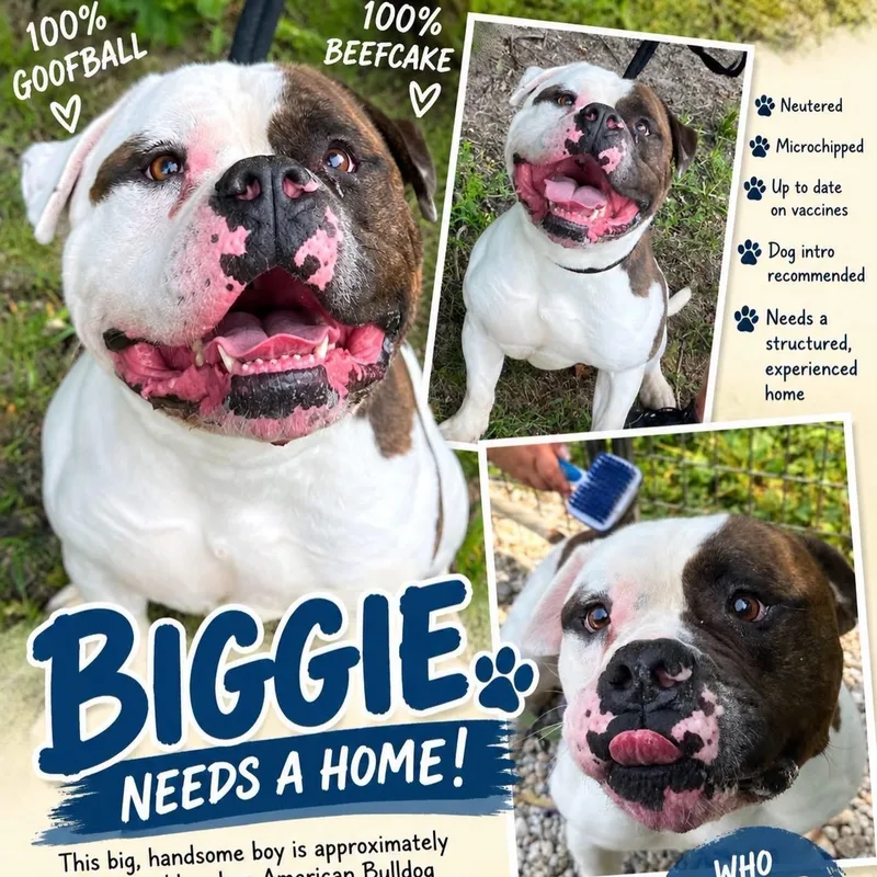 An adult extra large-sized male Brindle American Bulldog dog named Biggie for adoption in Jackson, NJ