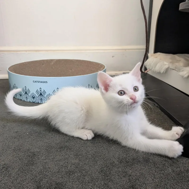 A baby medium-sized female White Domestic Short Hair cat named Annabelle for adoption in Johnson City, TN