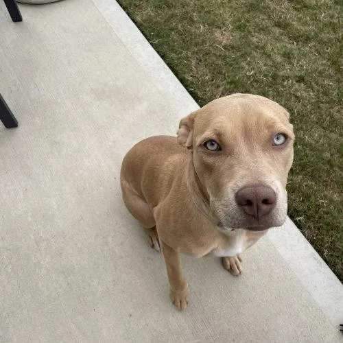 A baby medium-sized female Yellow / Tan / Blond / Fawn Labrador Retriever dog named Joanie for adoption in Sanford, NC