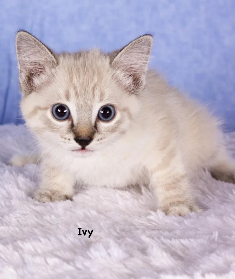 Ivy