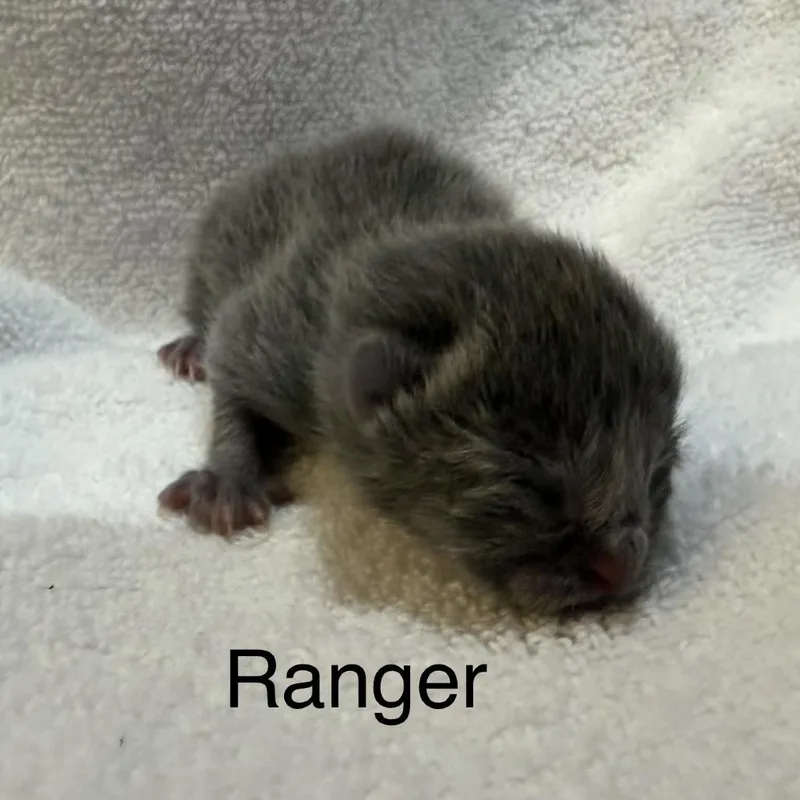 A baby small-sized male Gray / Blue / Silver Domestic Short Hair cat named Ranger for adoption in Lynchburg, VA