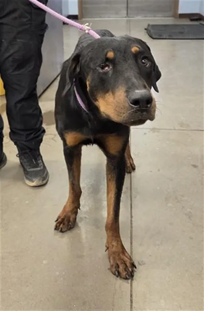 A young large-sized male Rottweiler dog named Arkansas for adoption in Phoenix, AZ