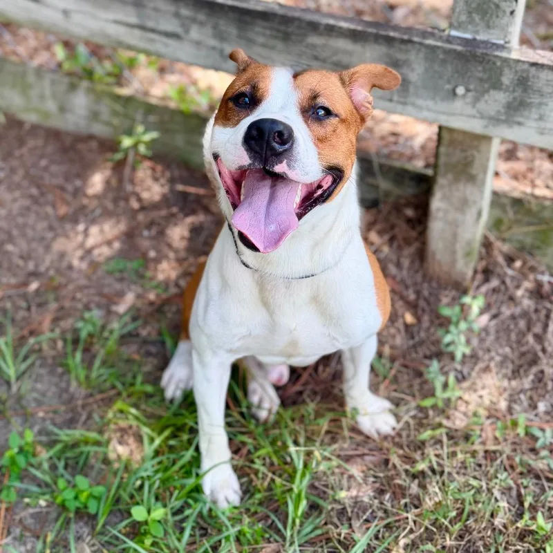 An adult medium-sized male Mixed Breed dog named Brom Bones for adoption in Milton, FL