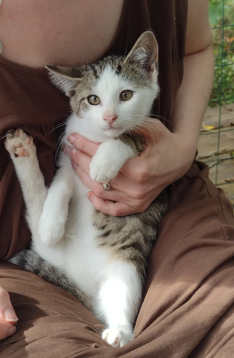 A baby small-sized male Gray & White Domestic Short Hair cat named Tiny Tim for adoption in Millerton, PA