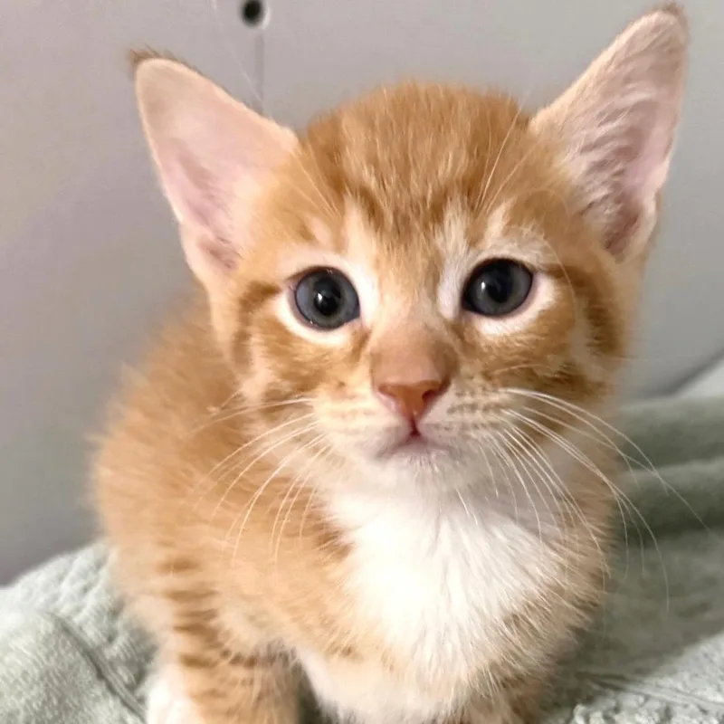 A baby small-sized male Domestic Short Hair cat named Shortbread for adoption in Cumming, GA
