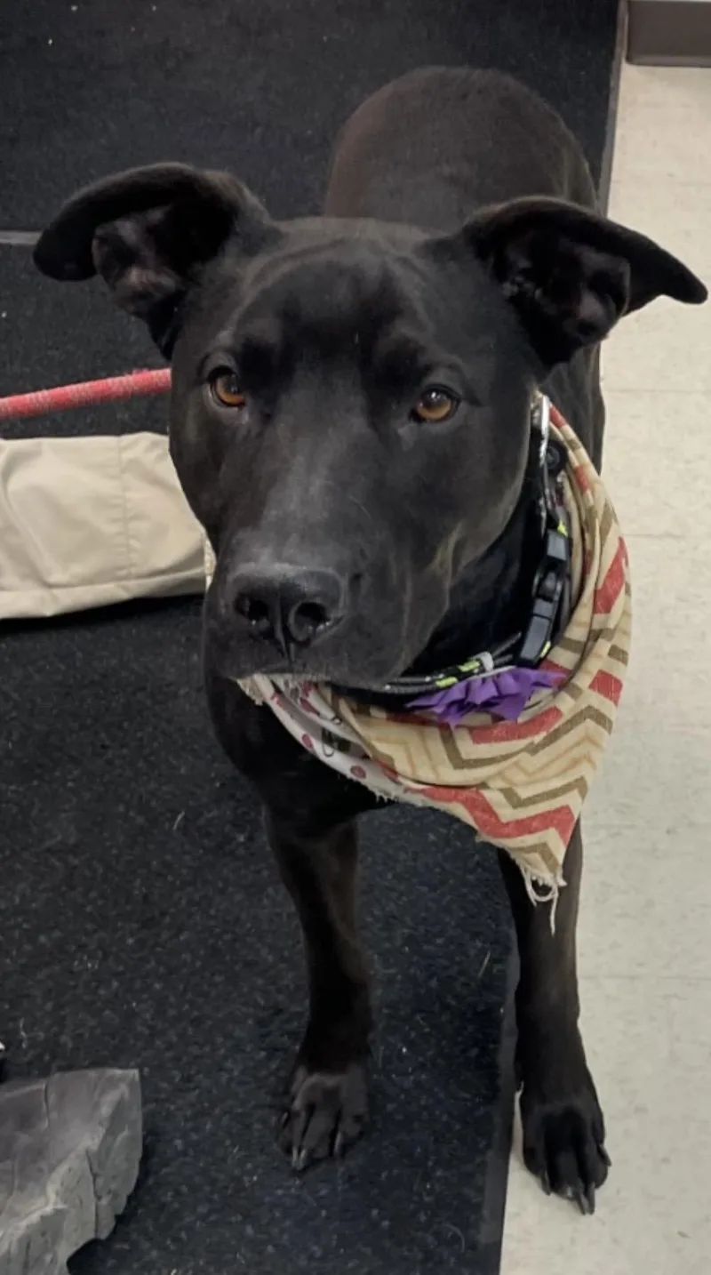 An adult medium-sized female Black Pit Bull Terrier dog named River Hold for adoption in Canton, OH