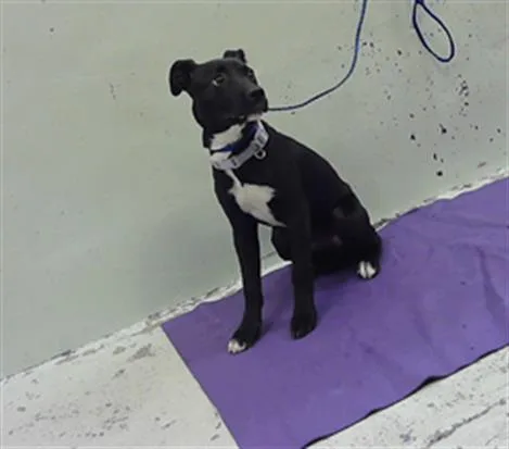 A baby small-sized female Labrador Retriever dog named Coco for adoption in Houston, TX