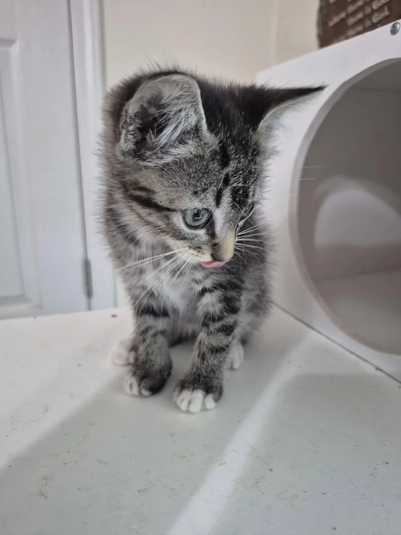 A baby medium-sized female Tabby cat named Tinkerbell for adoption in Magnolia Springs, AL