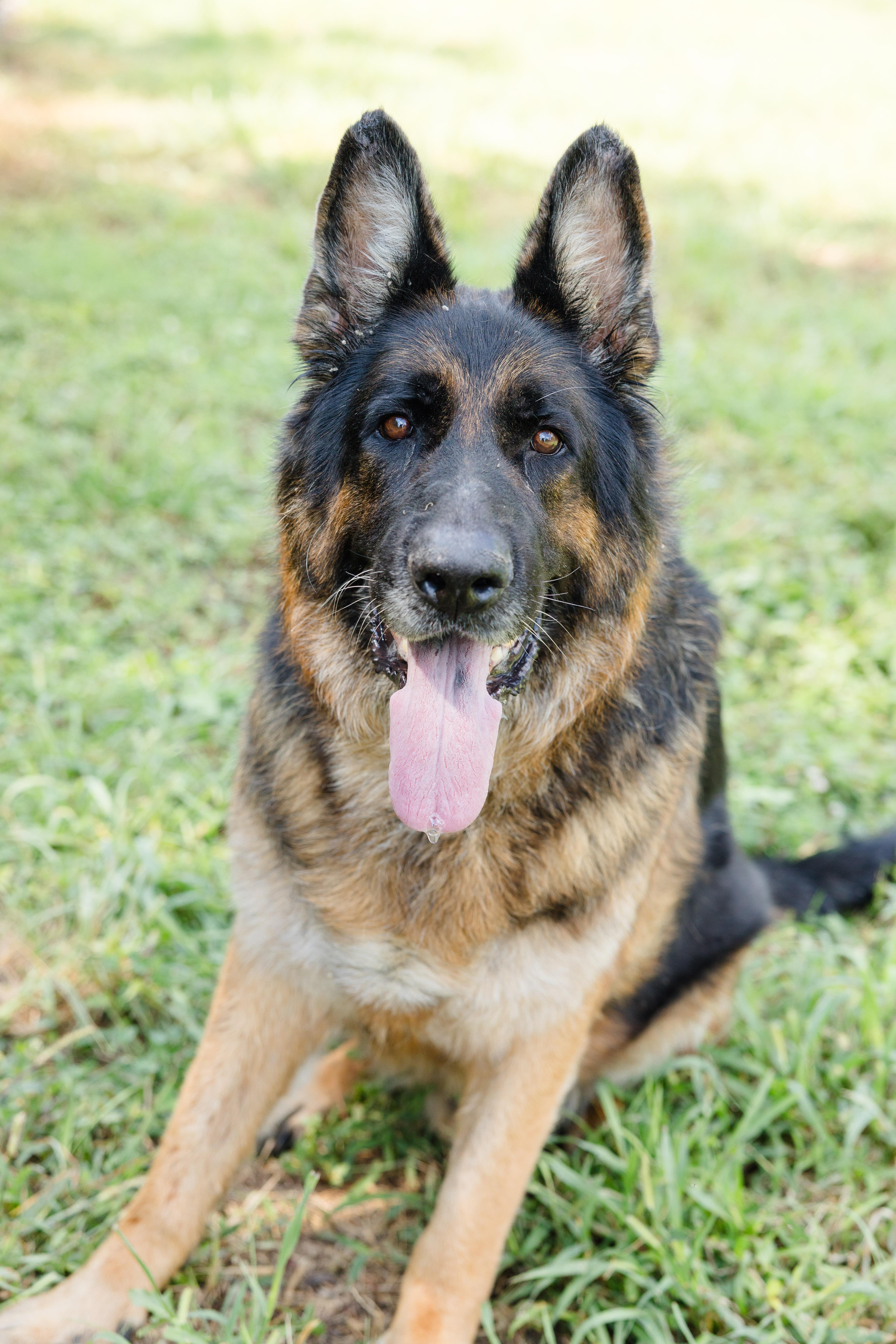 A senior extra large-sized male German Shepherd Dog dog named Chase for adoption in Newburgh, IN