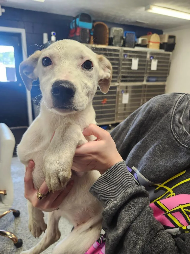 A baby medium-sized female Pit Bull Terrier dog named Kendall  Puppy for adoption in Athens, AL