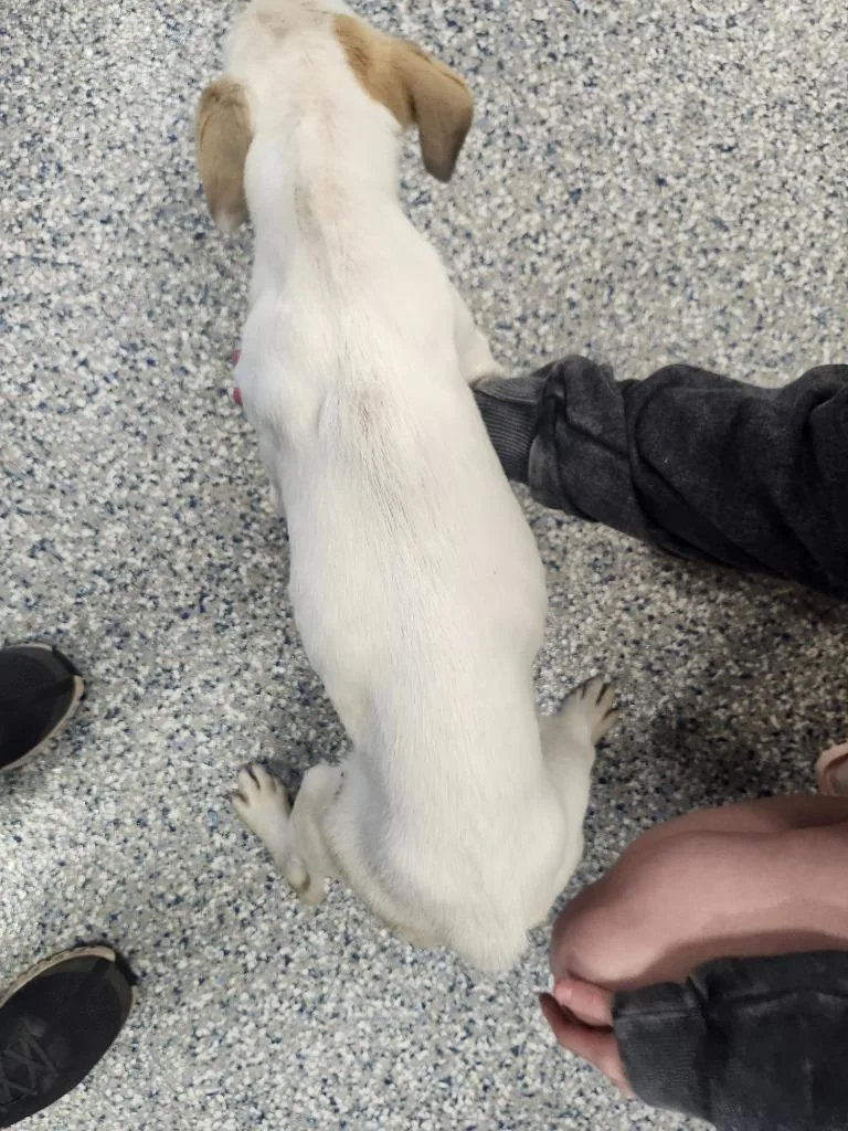 Kendall  Puppy thumbnail 2