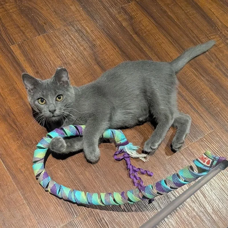 A baby small-sized female Gray / Blue / Silver Domestic Short Hair cat named Sweet Potato Llanos for adoption in Merrifield, VA