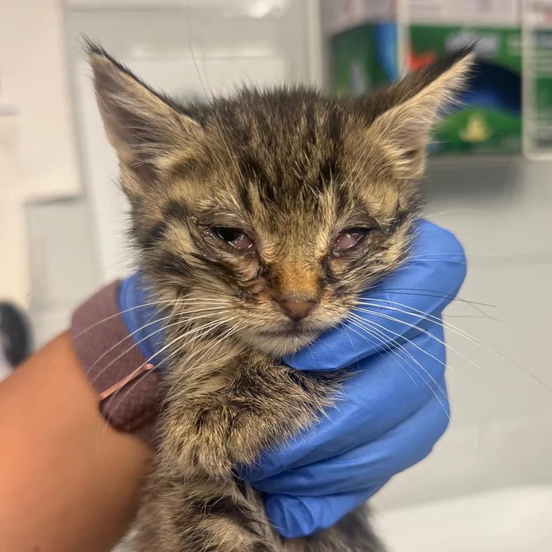 A baby small-sized female Domestic Short Hair cat named Natalia for adoption in Birdsboro, PA