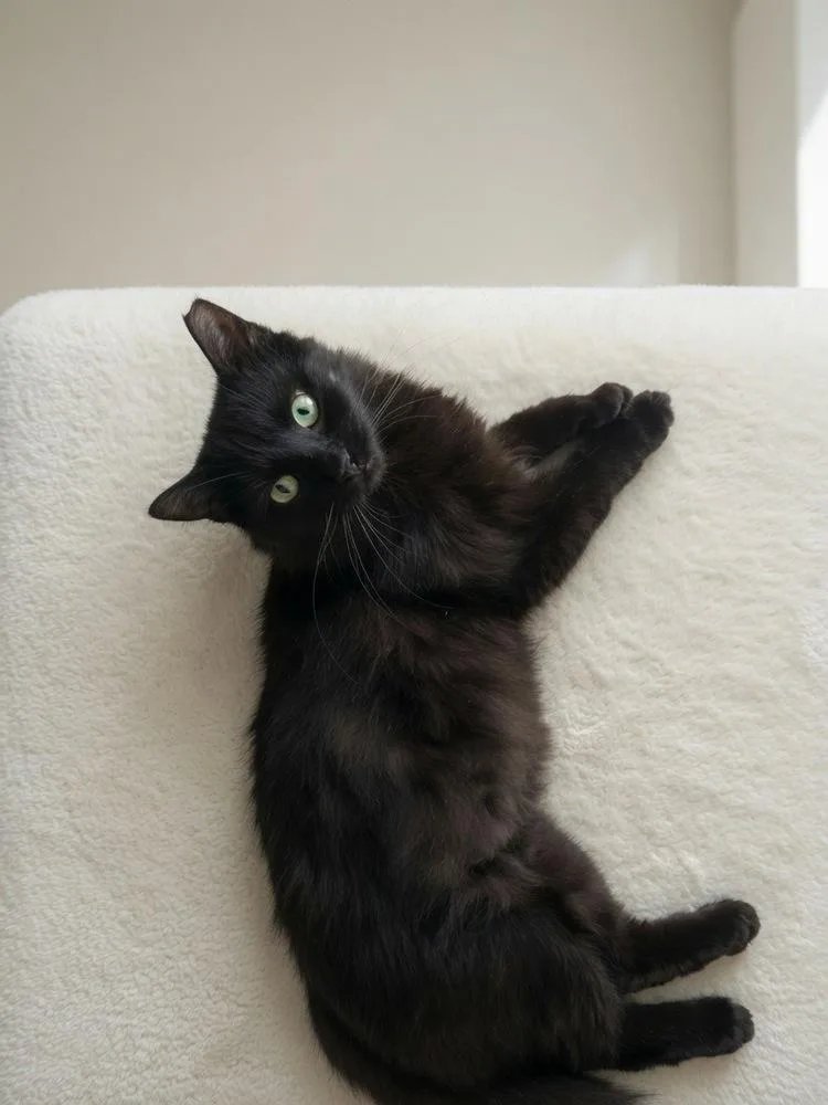 A young medium-sized male Black Maine Coon cat named Teddy for adoption in Vienna , VA