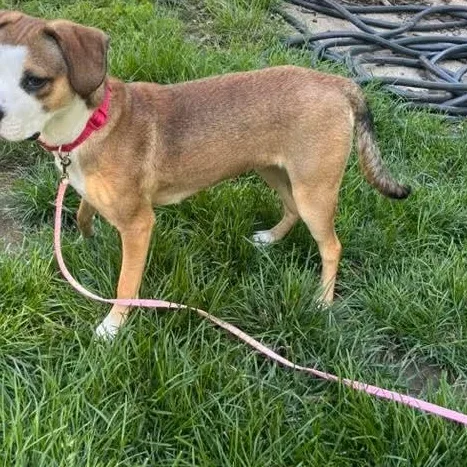 A baby medium-sized female Mixed Breed dog named Rosebud for adoption in East Peoria, IL