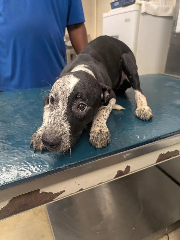 An adult medium-sized female Black Mixed Breed dog named Georgina for adoption in Mobile, AL