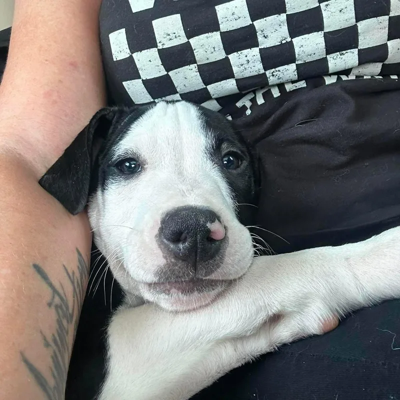A baby medium-sized male White / Cream Pit Bull Terrier dog named Felix for adoption in Schenectady, NY